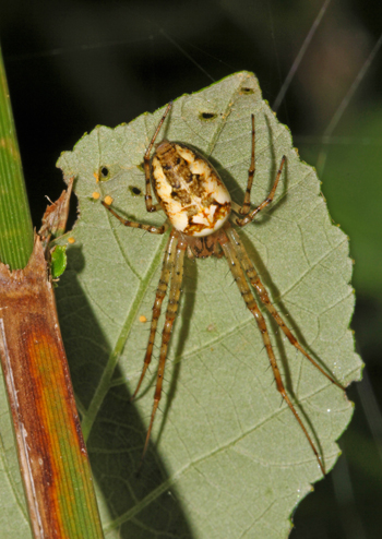 Metellina sp.